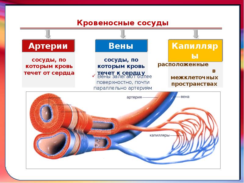 Вены Щукин