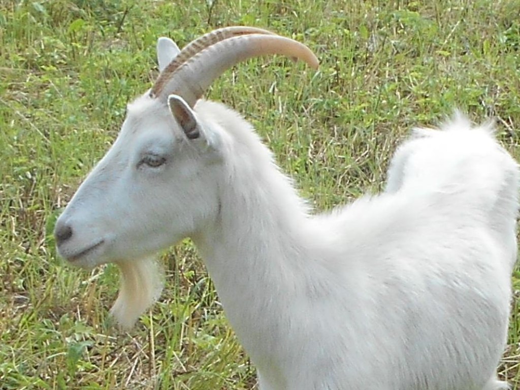 Русская белая коза фото