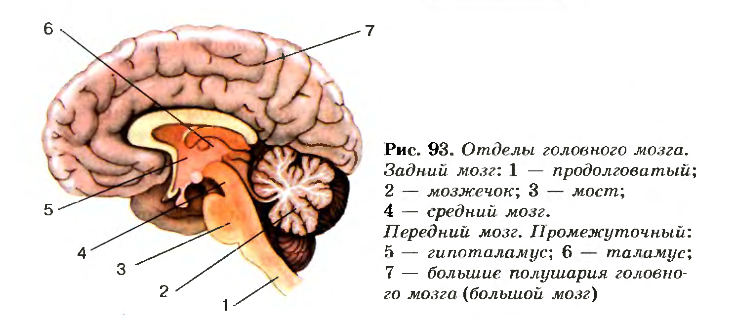 Схема головного мозга человека с описанием