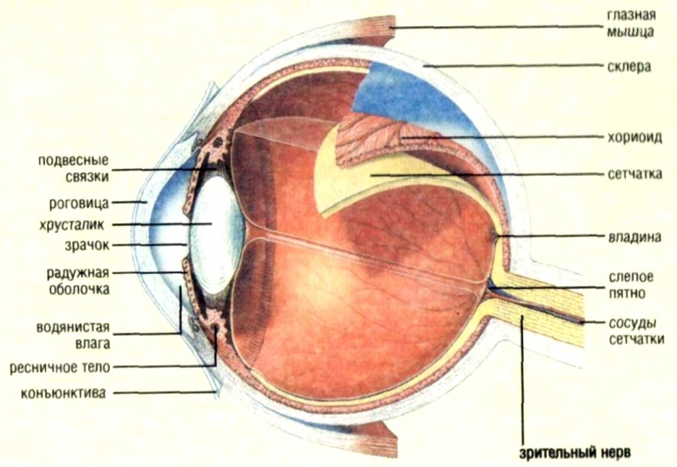 Схема глазного яблока человека картинки