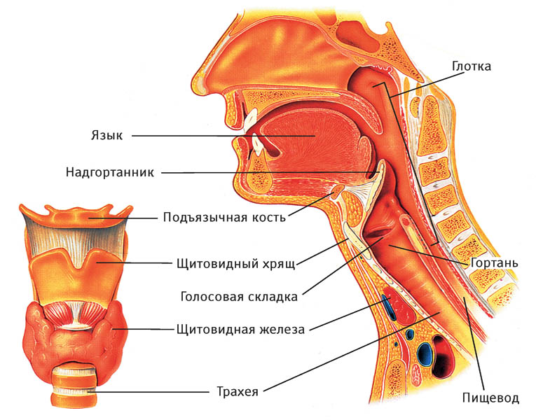 Строение гортани и трахеи человека