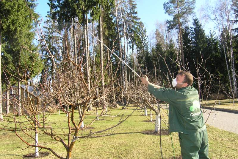Весенняя обработка деревьев от вредителей