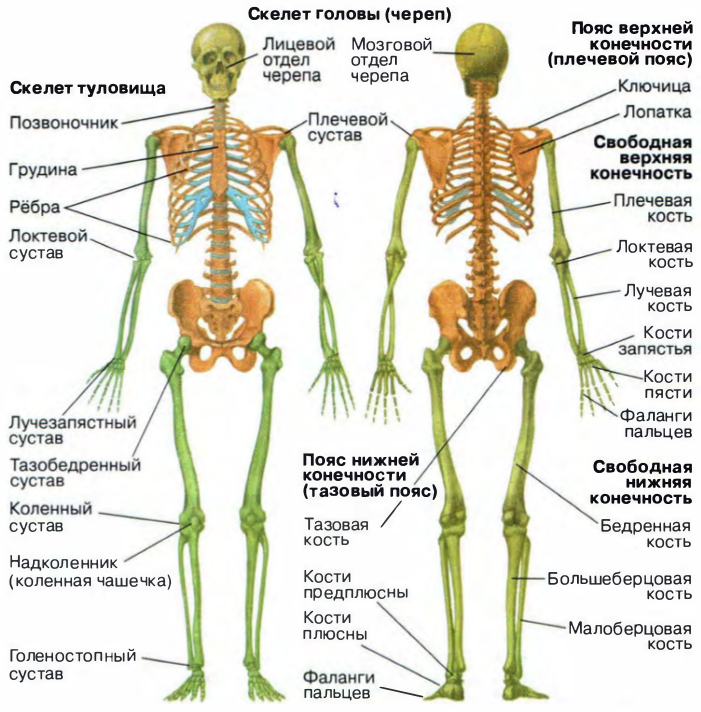 Описать отделы человека. Строение скелета человека схема. Строение скелета человека с названиями костей. Общий план строения скелета человека. Строение скелета человека костей биология.