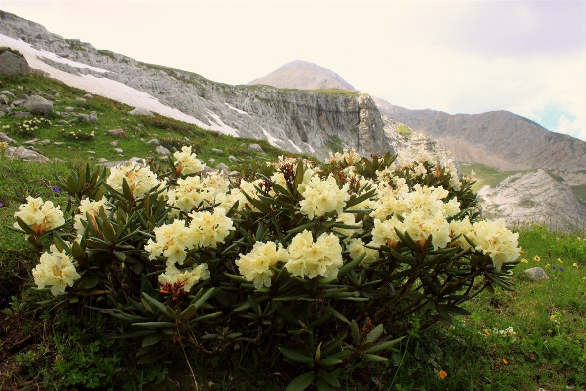 Альпийская роза фото описание и фото