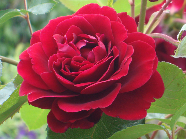 476280426_w0_h0_rosa_amadeus_flower