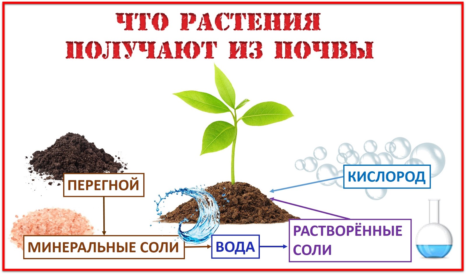 Из какого растения получают ингредиент филобиома актив. Растения в почве. Что растения получают из почвы. МЗ прчвы растения пооучают. Схема что растения получают из почвы.