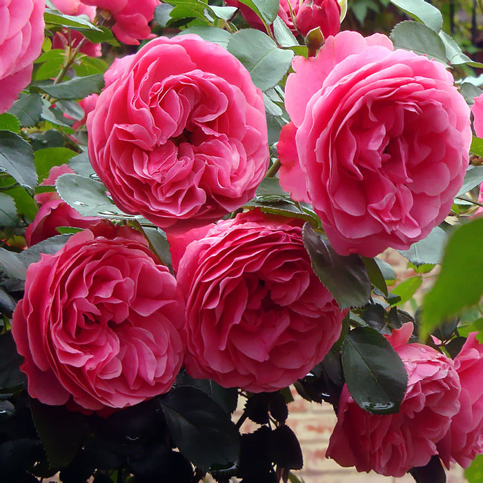 84550518_114b9d83a8353f791915c7d2a8438573