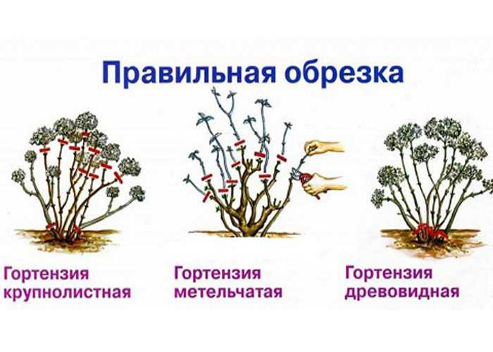 Гортензия анабель обрезка весной схема видео 2 3 года