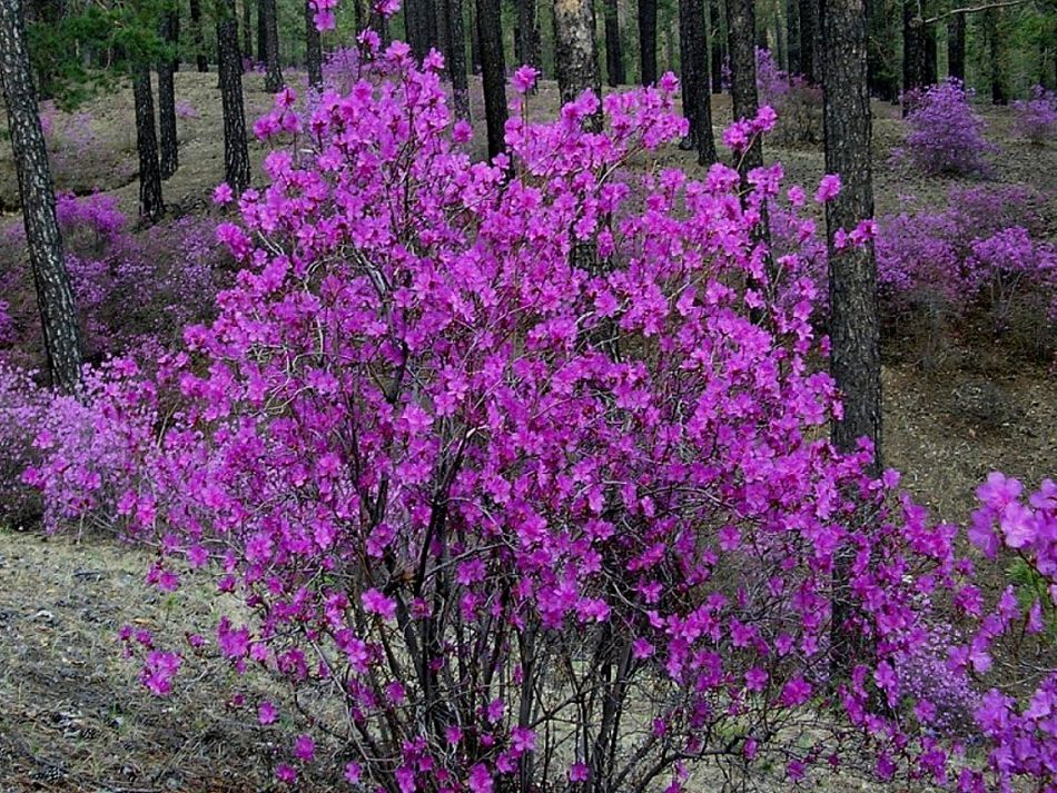 Рододендроны на урале фото