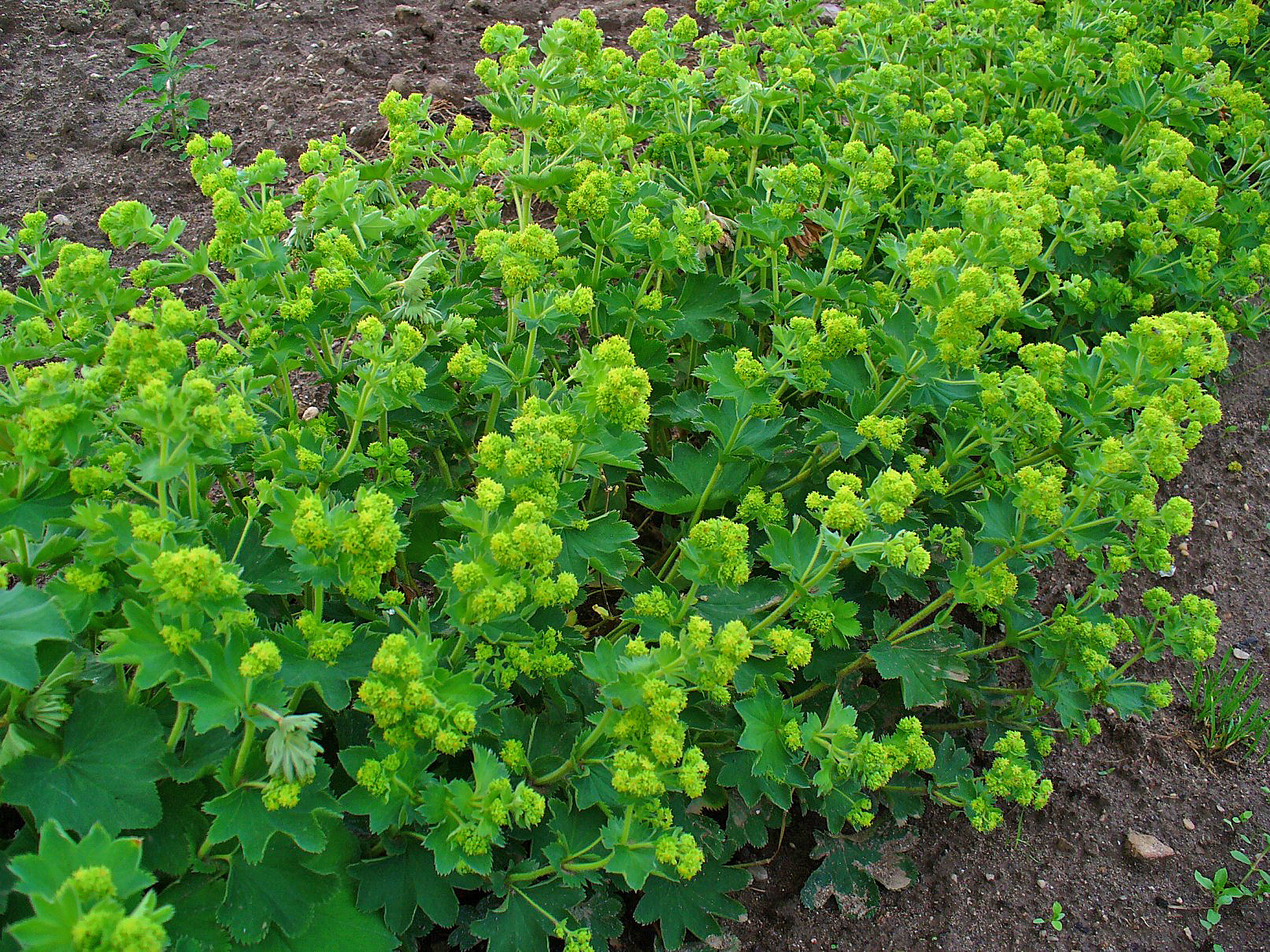 alchemilla-xanthochlora-plant-2