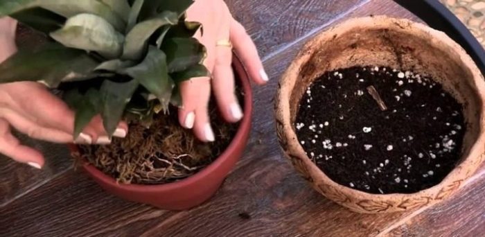 ananas-51-e1498217791394