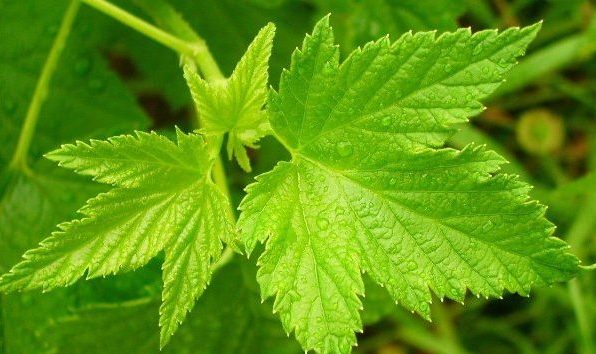 c36c132e91bddaacef79d889c290212b