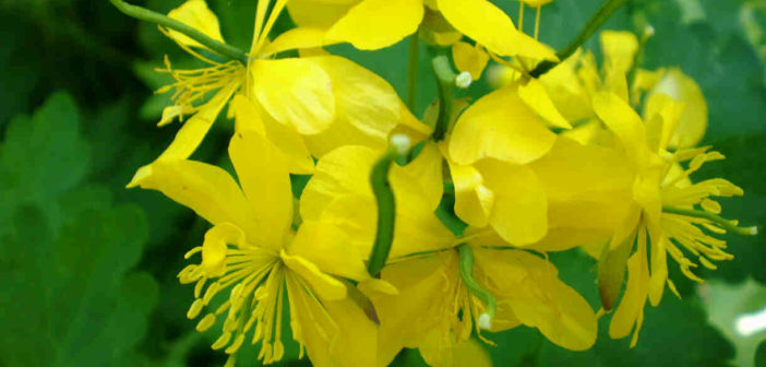 chelidoniummajus