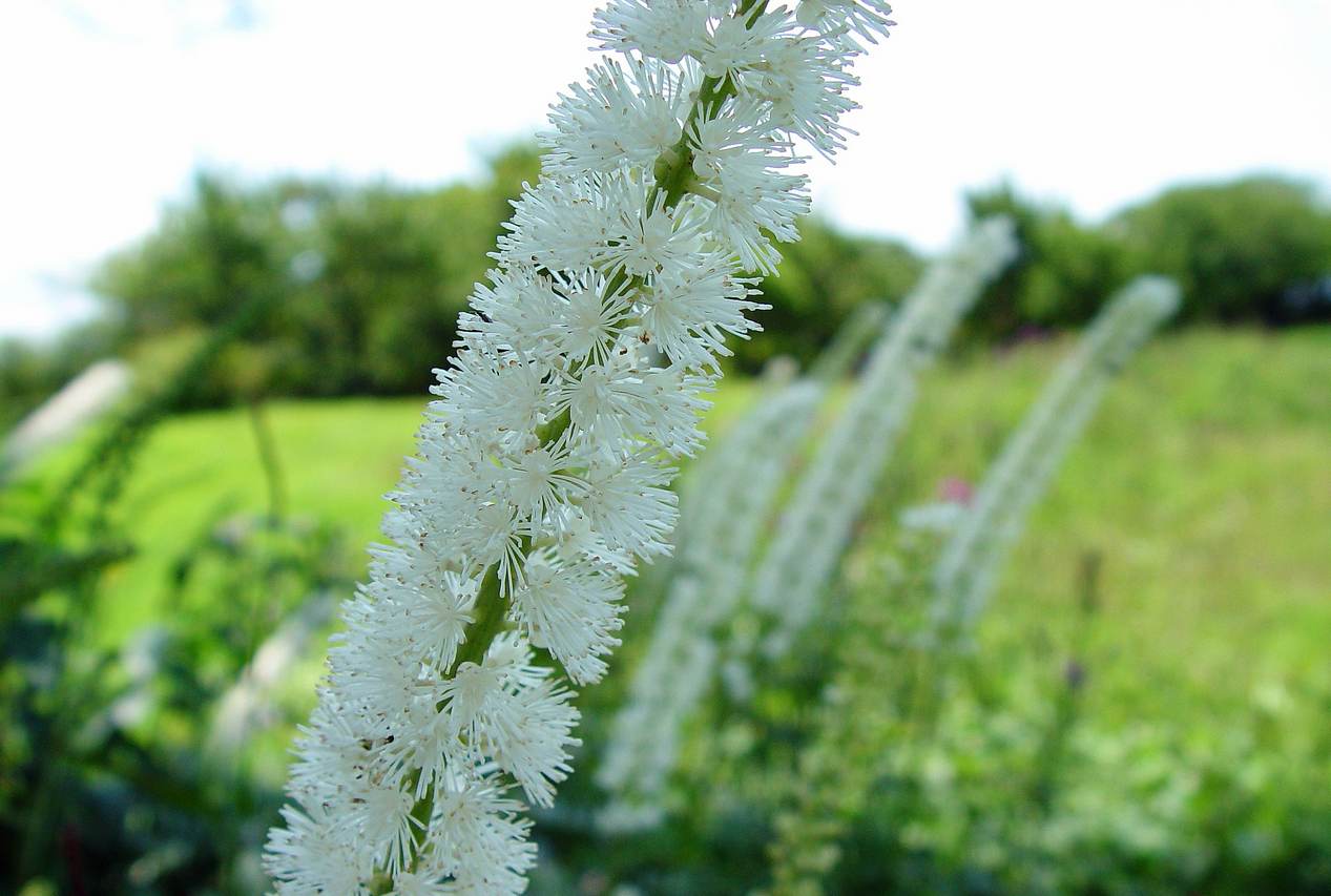 Цимицифуга цветок фото описание