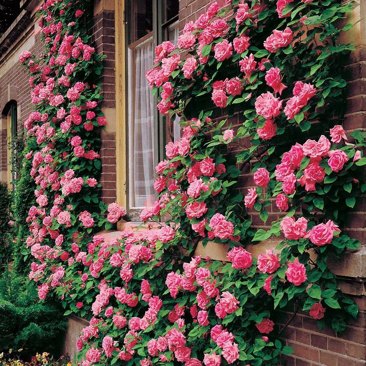 fa9c9a85c710b24380c9dcb7ba38e797-climber-garden-roses