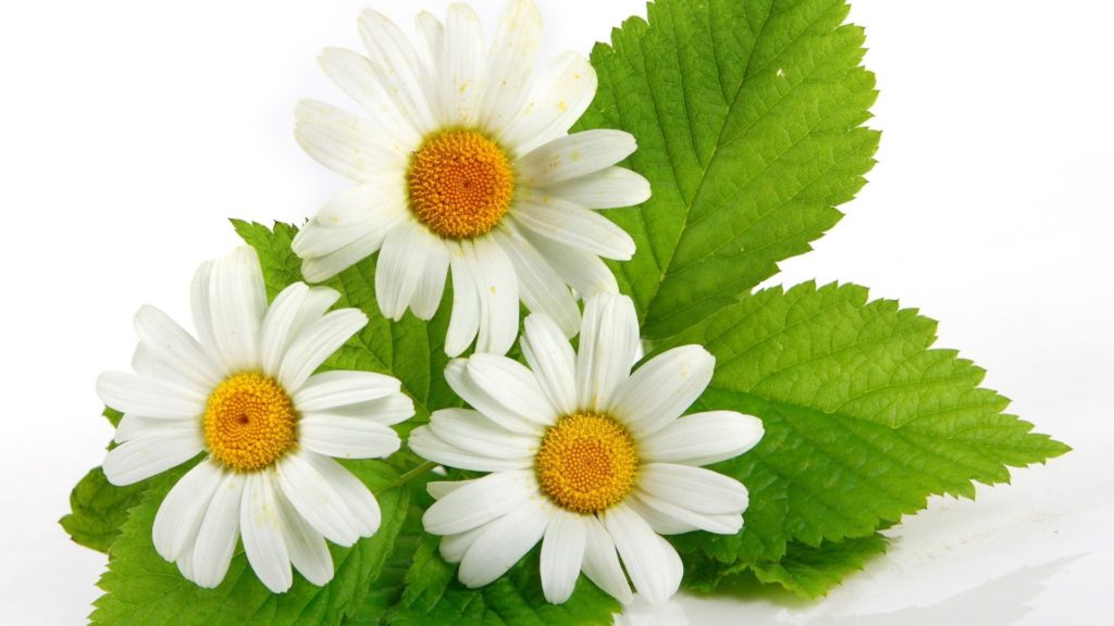 Margarita White Daisy Nature Flower Yellow Gandex ThreeDais Garden Wallpaper Free Download