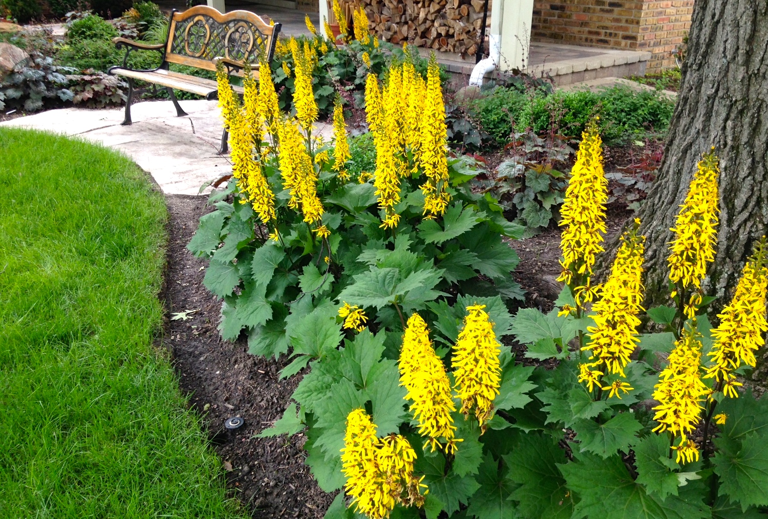 ligularia-little-rocket