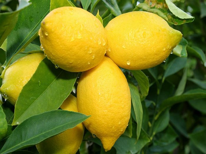 limon