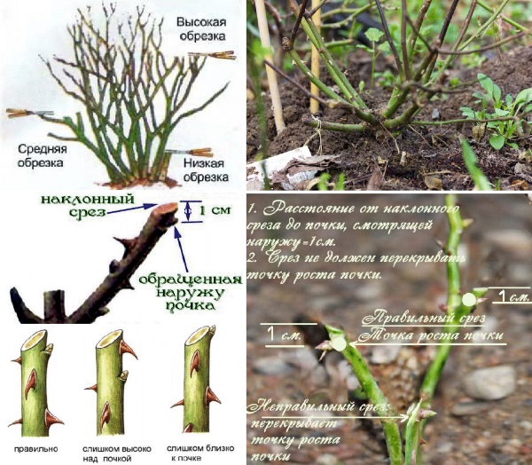 obrezka-roz-osenju-4