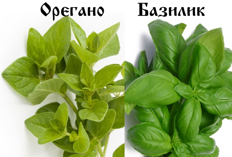 oregano-i-bazilik-odno-i-tozhe1