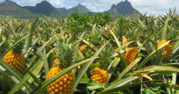 pineapple-field