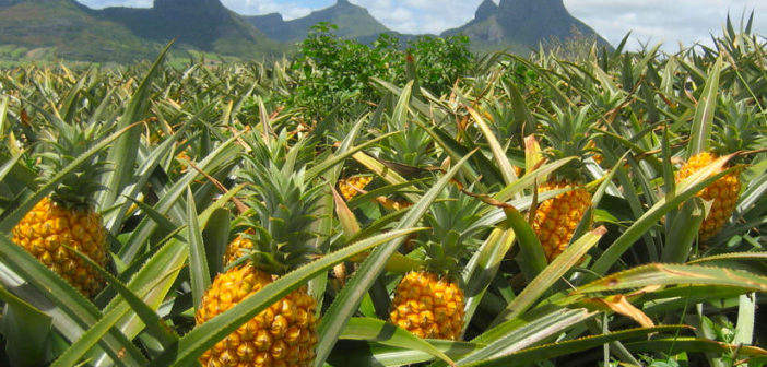 pineapple-field