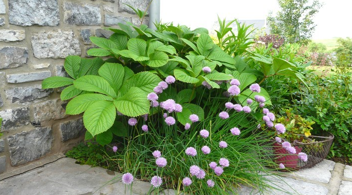 rodzhersiya-27-e1510224563566