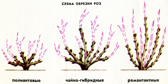 Обрезка плетистой розы весной для начинающих схема