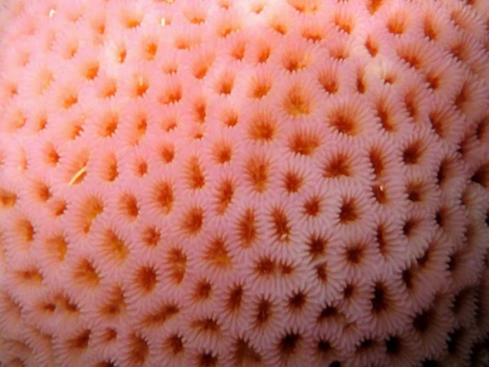 rozovyj-korall