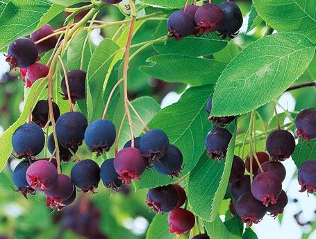 seedri-puukool-lepalehine-toompihlakas-amelanchier-canadensis-prince-william