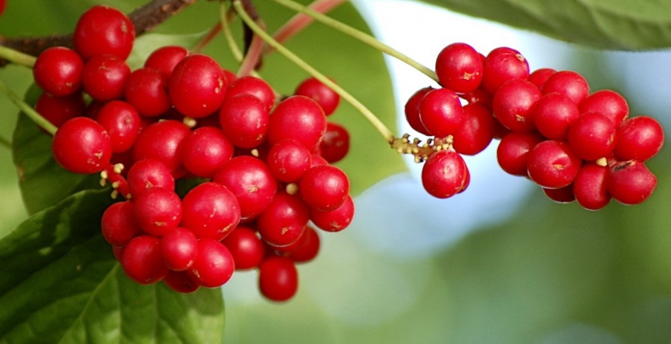 shutterstock_113951299_zo8j-pa-973x500