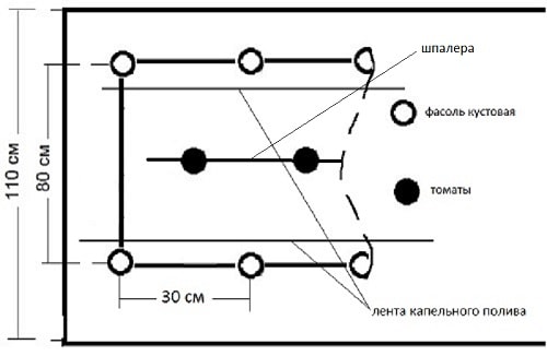 Схема посадки вигны