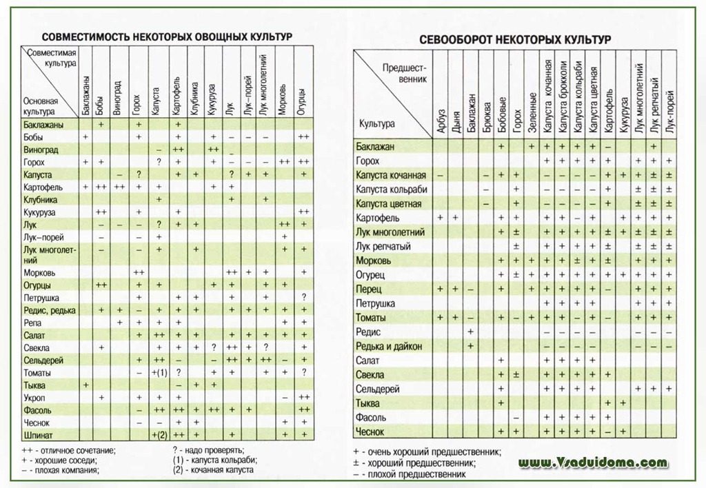 Схема посадки овощей на огороде совместимость и севооборот