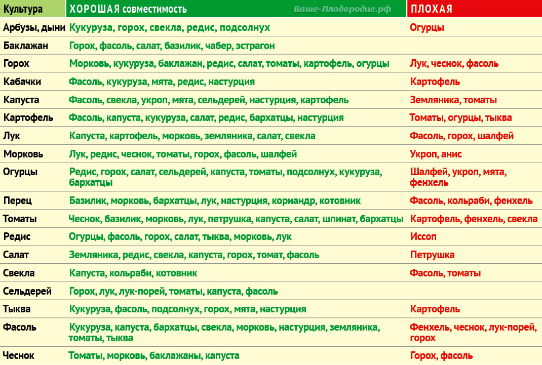 Совместимость овощей на грядке при посадке в открытый грунт фото