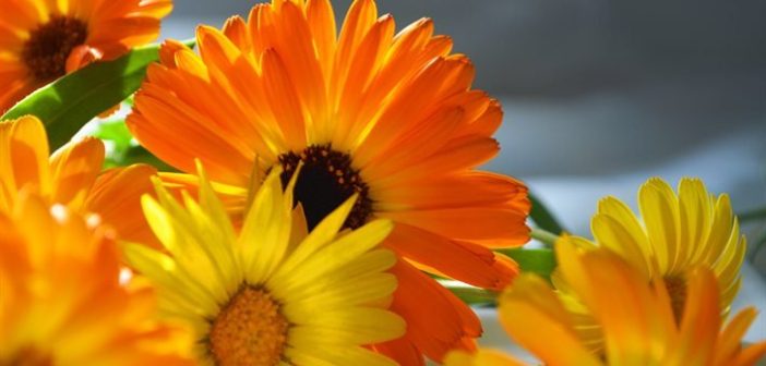 thumb2-b78d46f2c82c29c31b75065ccb2d1fad