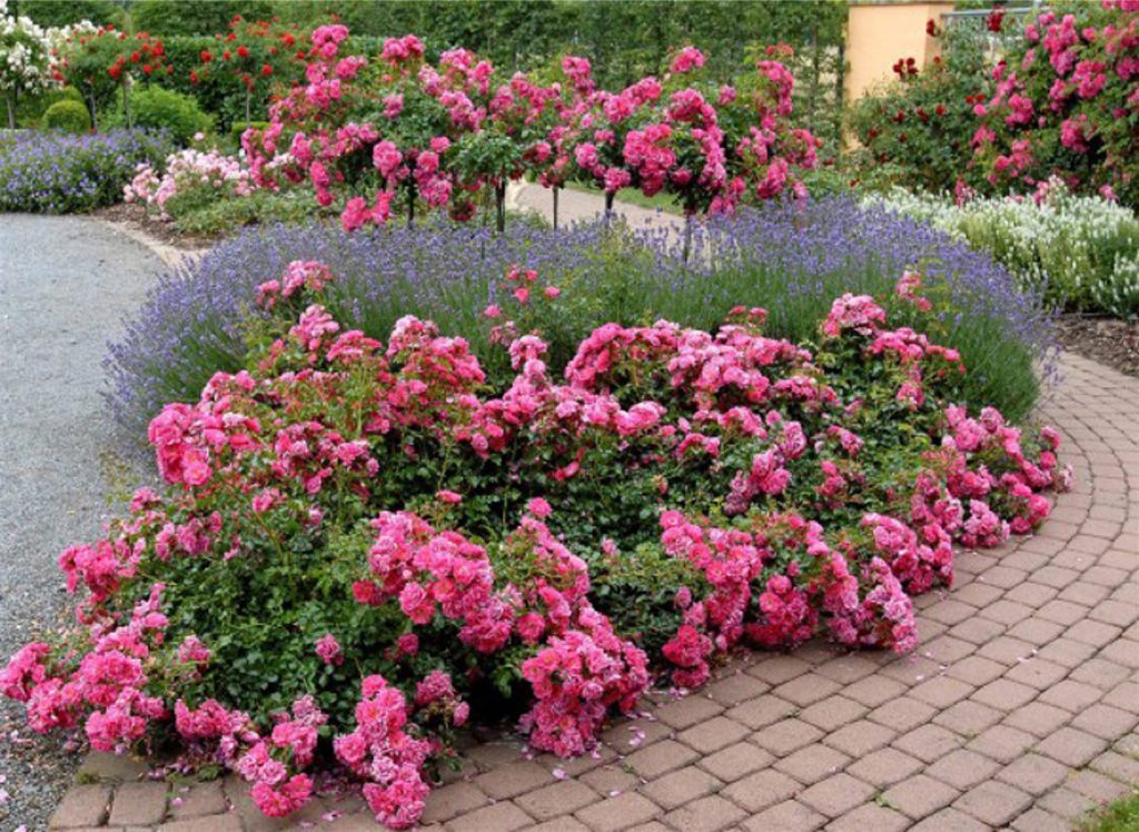 %cf%84%cf%81%ce%b9%ce%b1%ce%bd%cf%84%ce%b1%cf%86%cf%85%ce%bb%ce%bb%ce%b9%ce%b1-%ce%b5%ce%b4%ce%b1%cf%86%ce%bf%ce%ba%ce%b1%ce%bb%cf%85%cf%88%ce%b7%cf%821