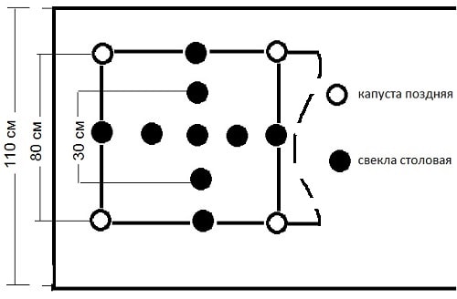 uplotnennye-posadki-ovoshhej-shemy-1