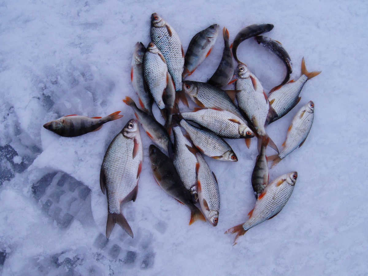 фото рыбы зимой