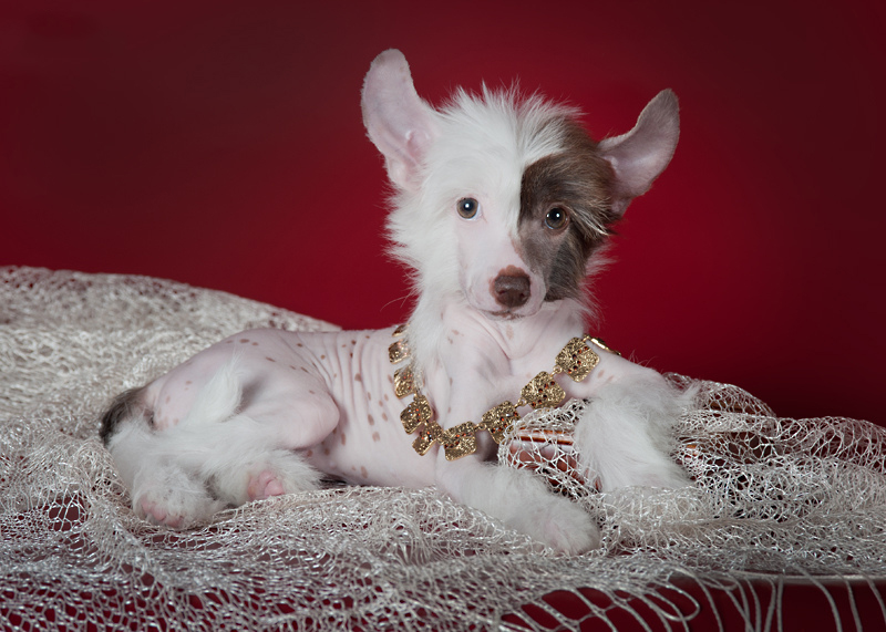 1-kitajskaya-hohlataya-golaya-sobaka