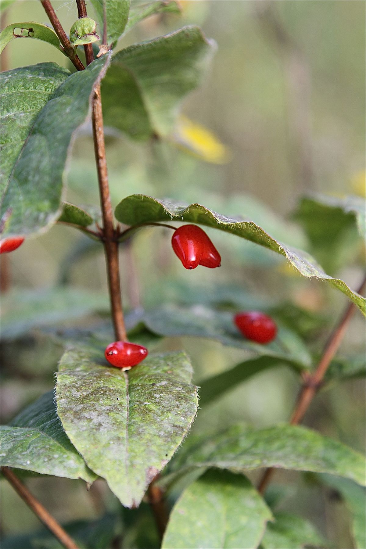 Оригинальной формы ягоды украшают жимолость Максимовича, после того, как завершиться процесс цветения.