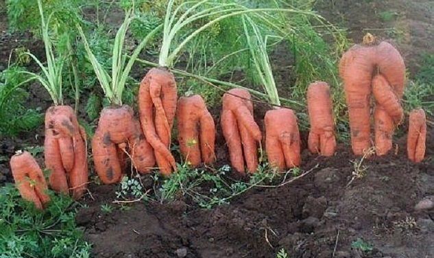 1381238410_953725239