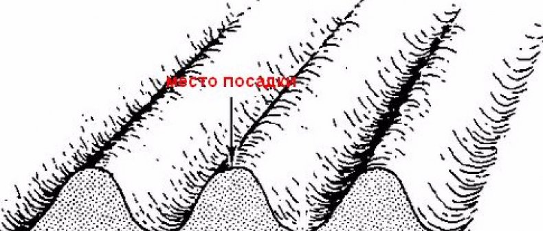 ÐÐµÑÑÐ¾ Ð´Ð»Ñ Ð¿Ð¾ÑÐ°Ð´ÐºÐ¸ Ð»ÑÐºÐ°