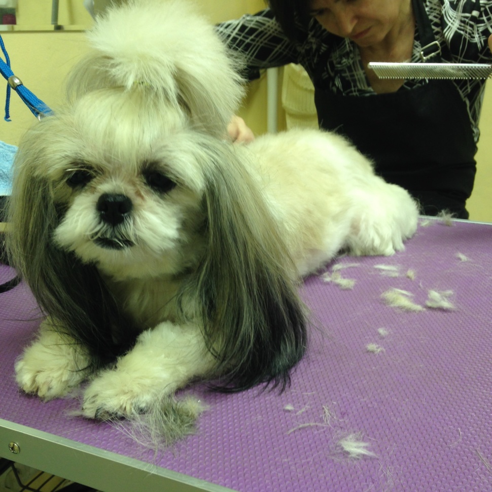 Картинки по запросу стрижки ши тцу