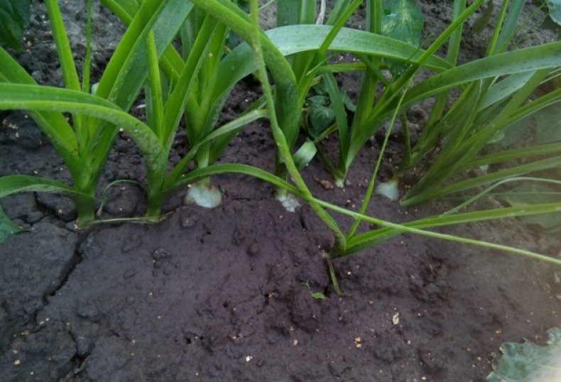 В открытом грунте