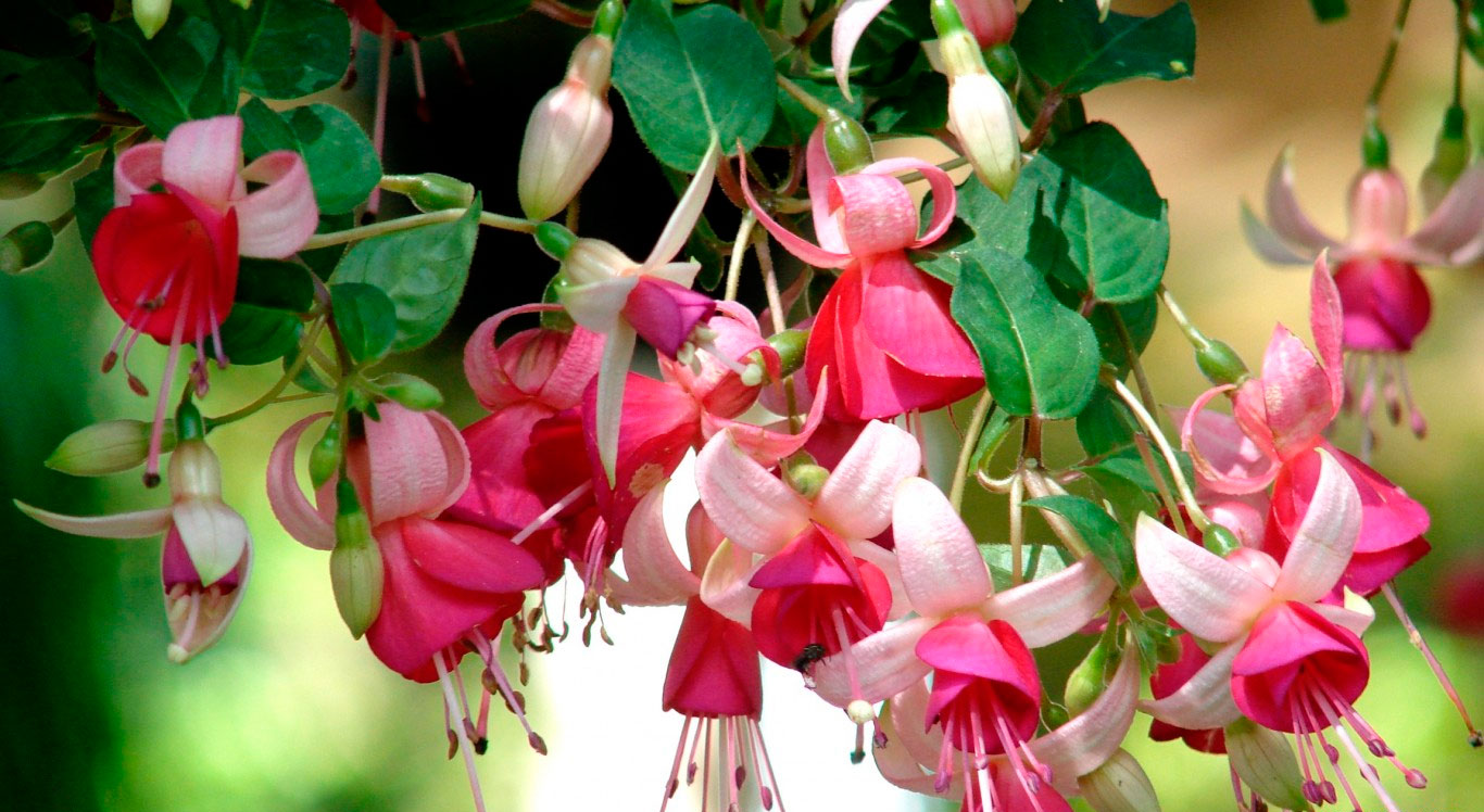 Картинки по запросу обрезка фуксии