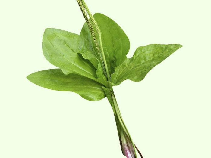 20-amazing-benefits-of-plantain-for-skin-hair-and-health-2