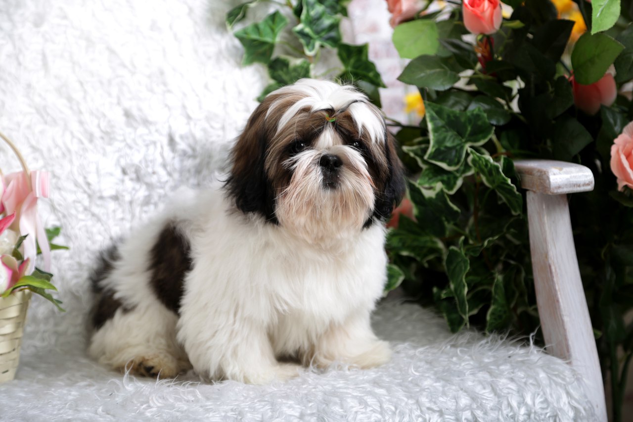 Картинки по запросу щенки ши тцу