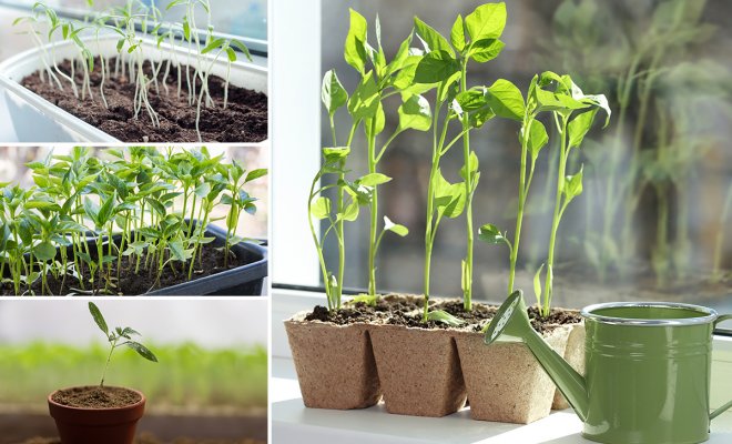 23c2f5261be52a6b60ecc628c52b5187