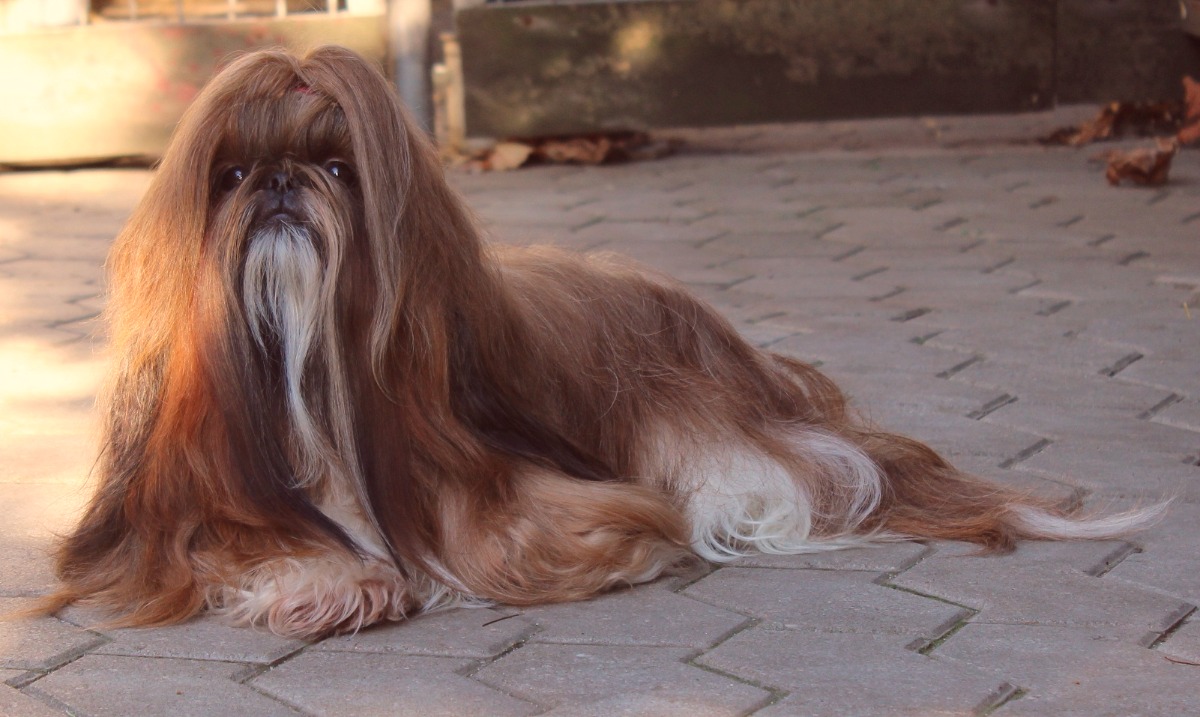 Картинки по запросу ши тцу