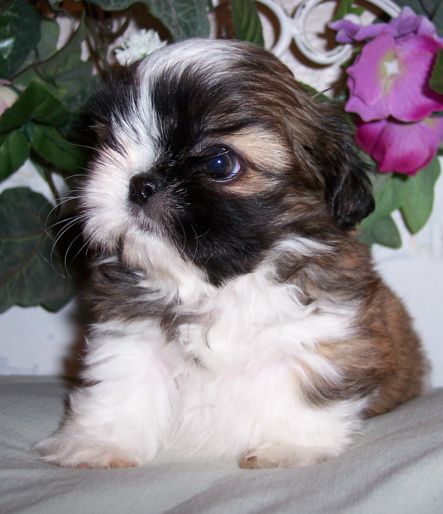 Картинки по запросу щенки ши тцу